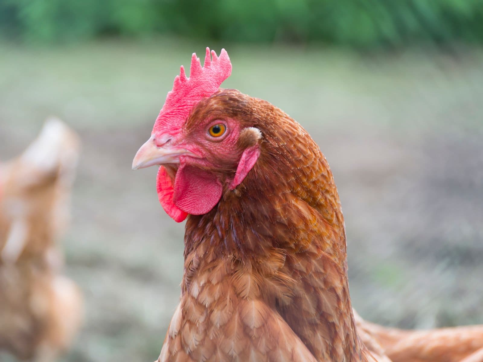 Kienyeji hen