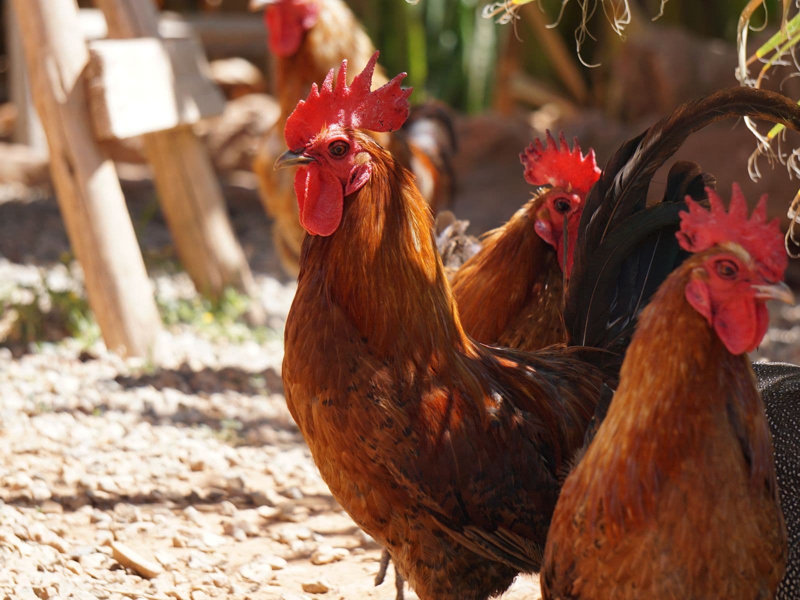 Kienyeji cock